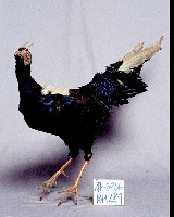 藍腹鷴藏品圖，第3張